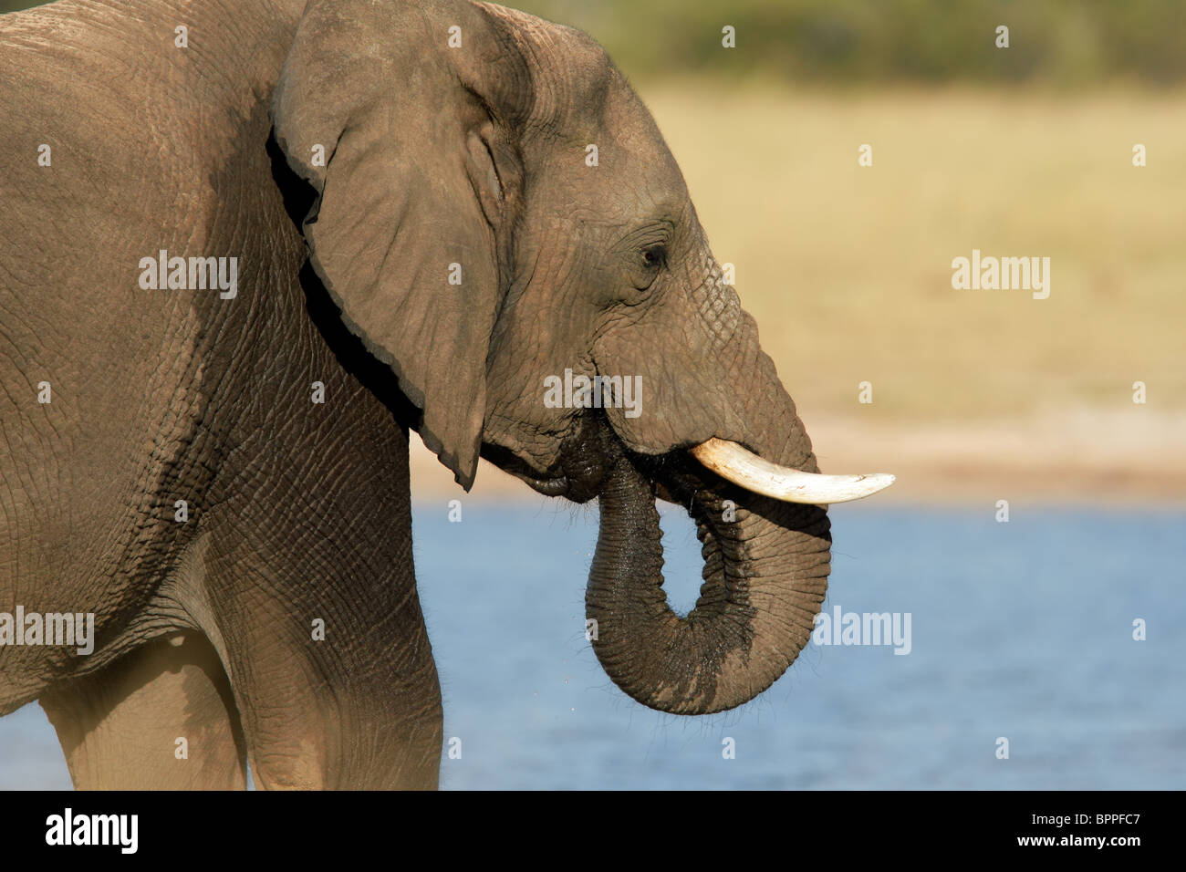 Ritratto di un elefante africano (Loxodonta africana) acqua potabile, Parco Nazionale di Hwange, Zimbabwe, Sud Africa Foto Stock