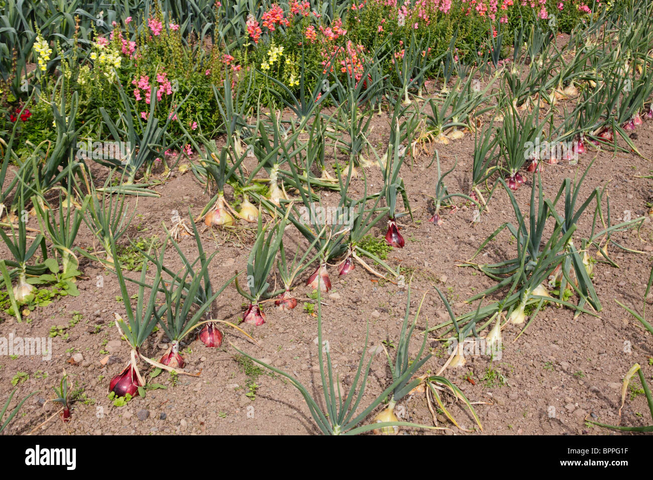 Linee di cipolle e Kelsoe Mammoth Red crescente in un misto di aiuole di fiori. Foto Stock