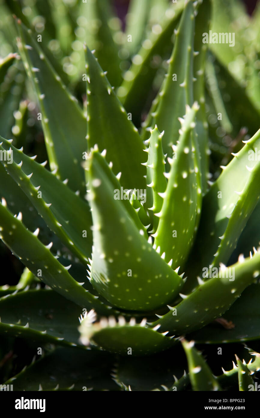 Cactus con punte Foto Stock