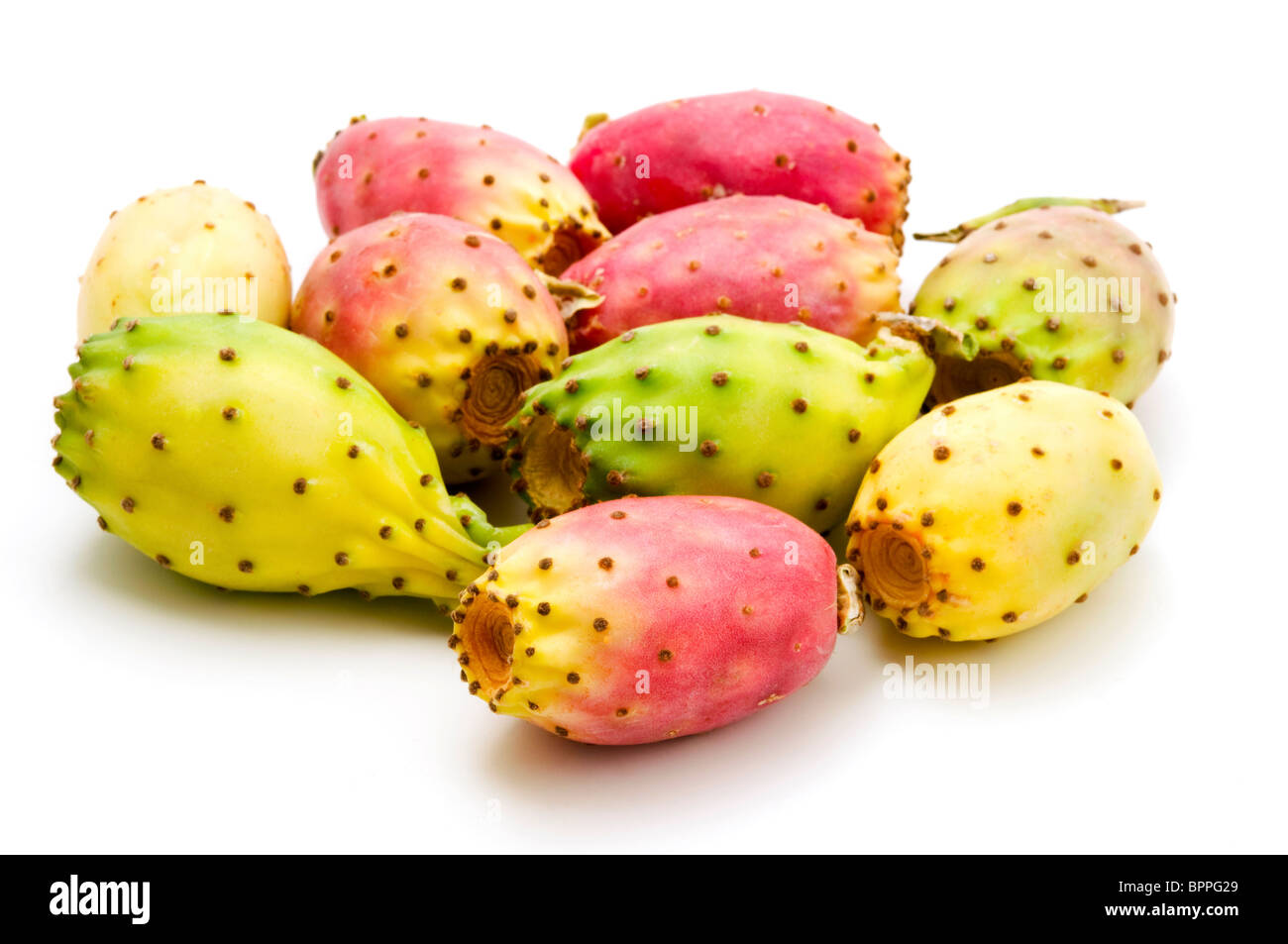 Frutti di Opuntia ficus-indica su sfondo bianco Foto Stock