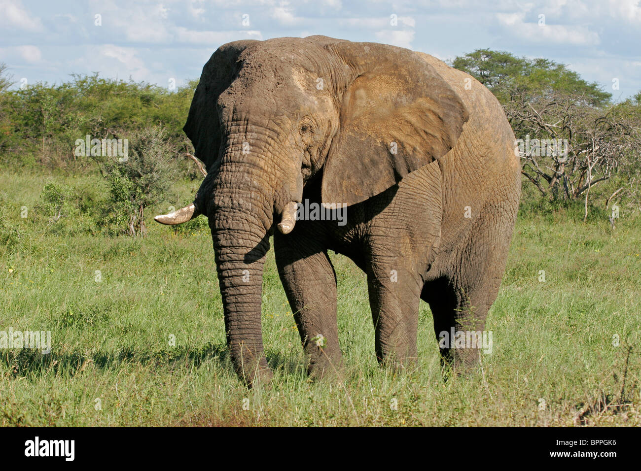 Una grande bolla africano Elefante africano (Loxodonta africana), il Parco Nazionale di Hwange, Zimbabwe, Sud Africa Foto Stock