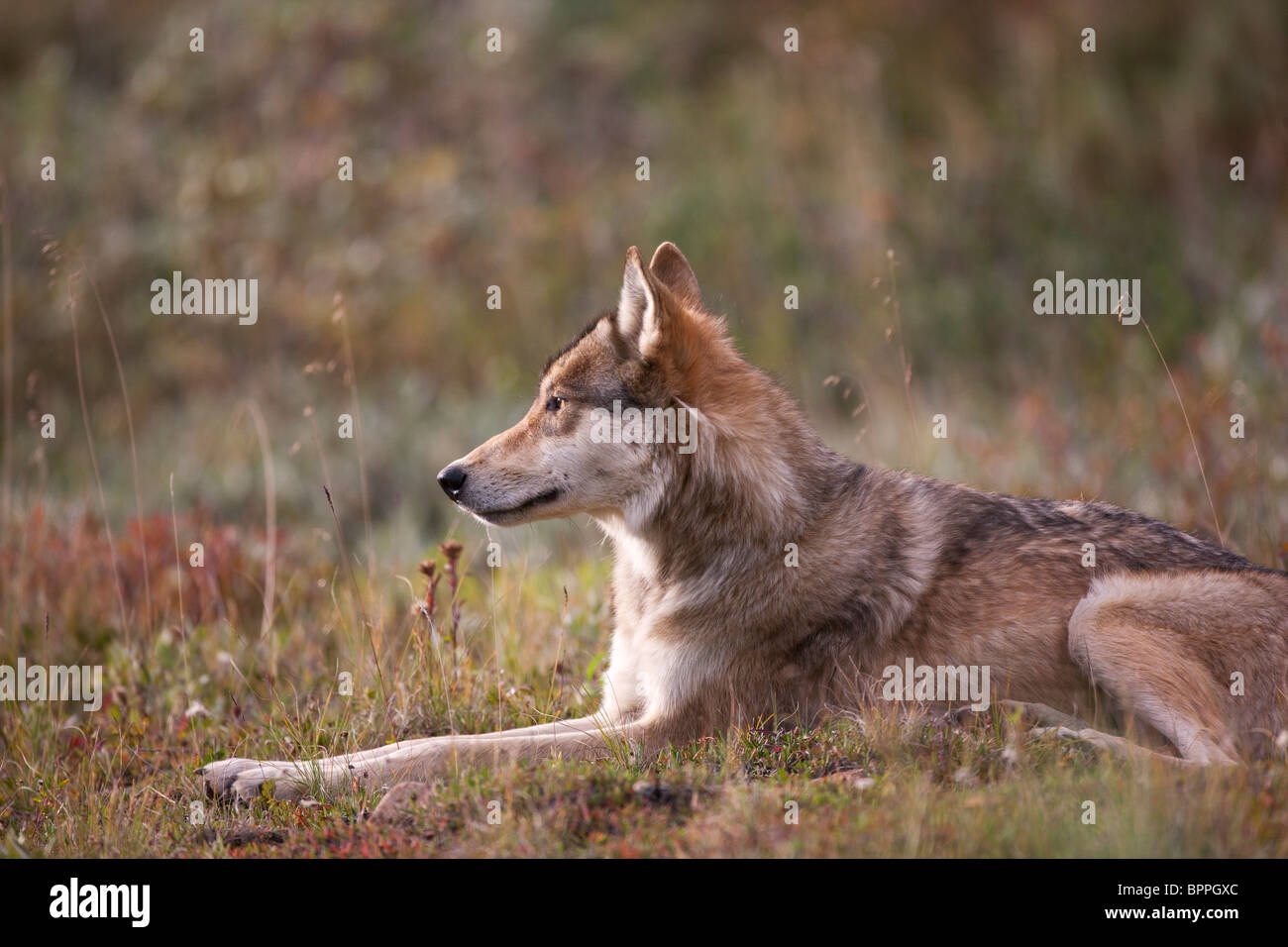 Wild Wolf, il Parco Nazionale di Denali, Alaska. Foto Stock