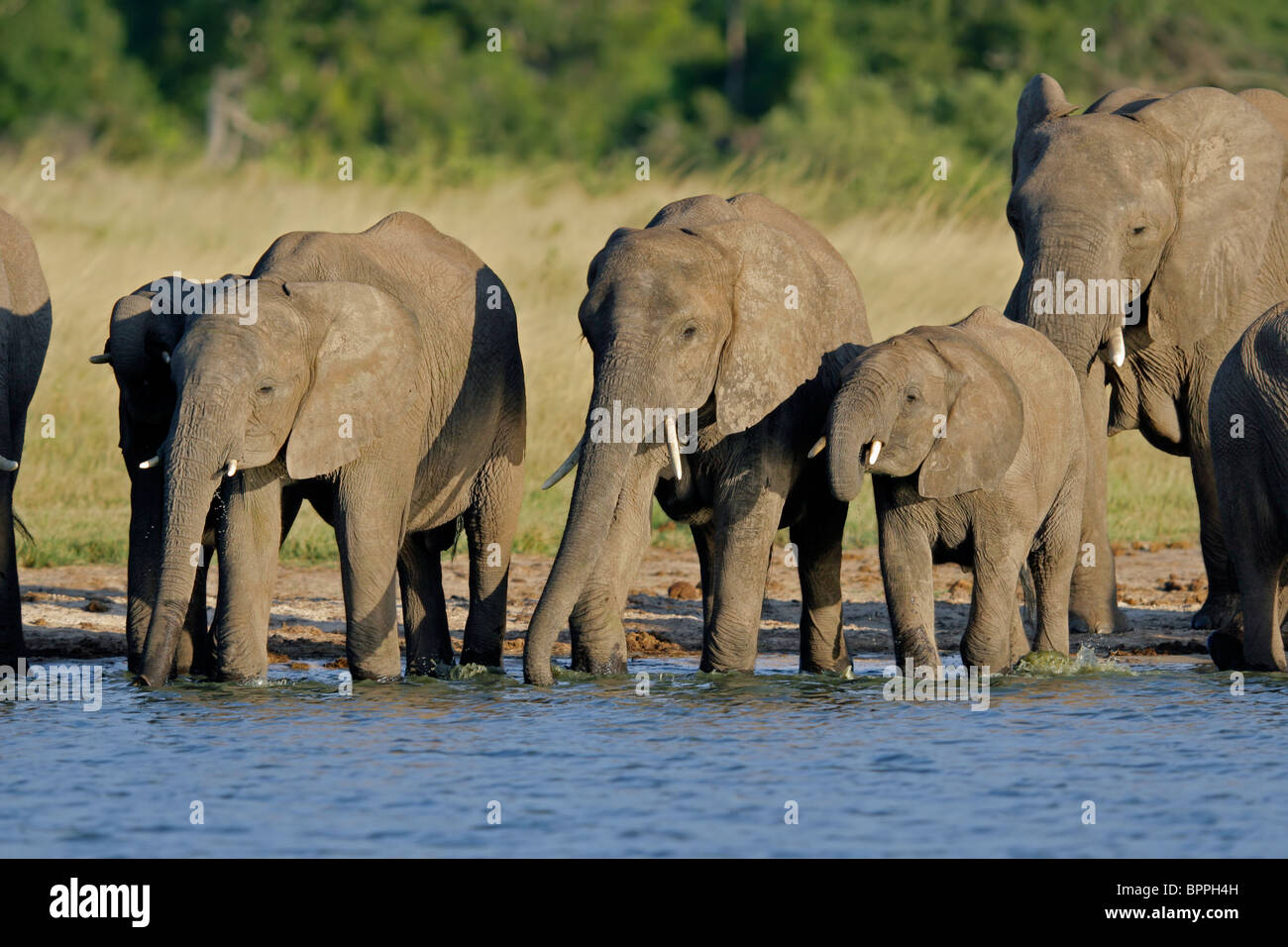 Branco di elefanti africani (Loxodonta africana) a waterhole, Parco Nazionale di Hwange, Zimbabwe, Sud Africa Foto Stock