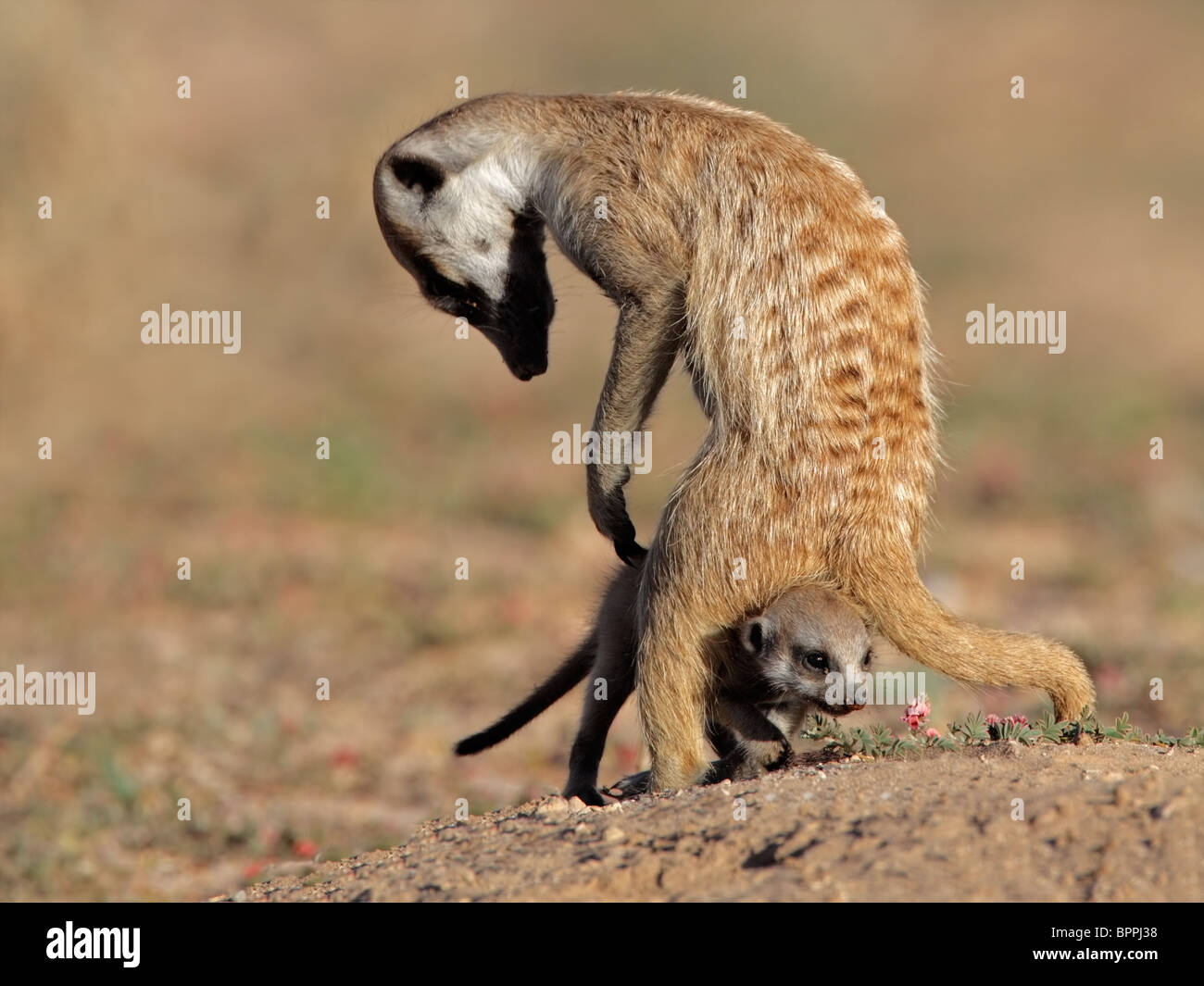 Meerkat (Suricata suricatta) con curiosi baby, Kgalagadi Parco transfrontaliero, Sud Africa Foto Stock