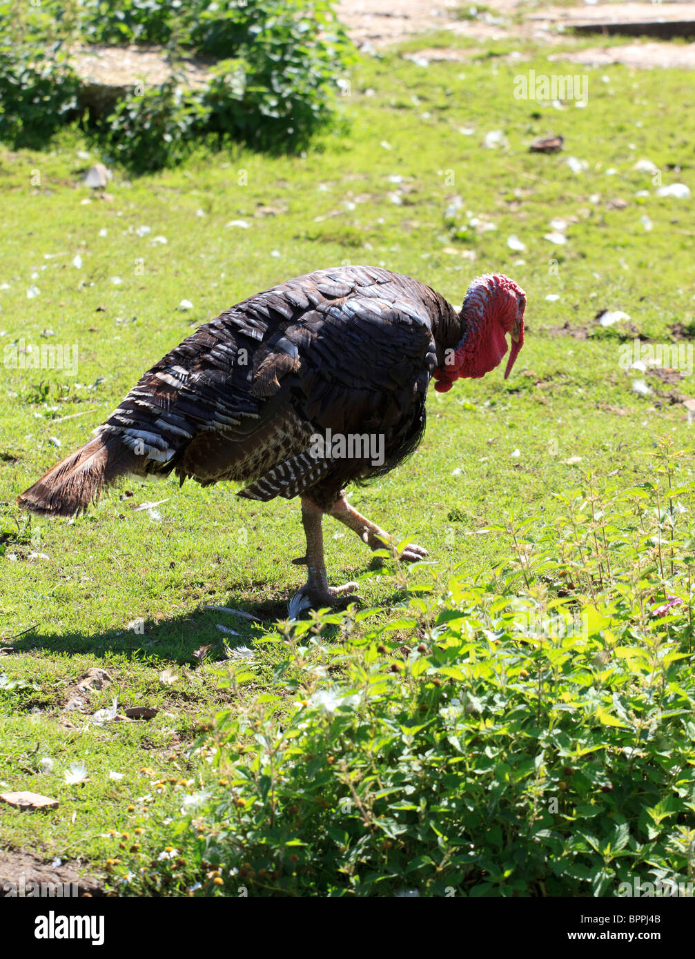 Free range Turchia domestico (Meleagris gallopavo) su British farm Foto Stock