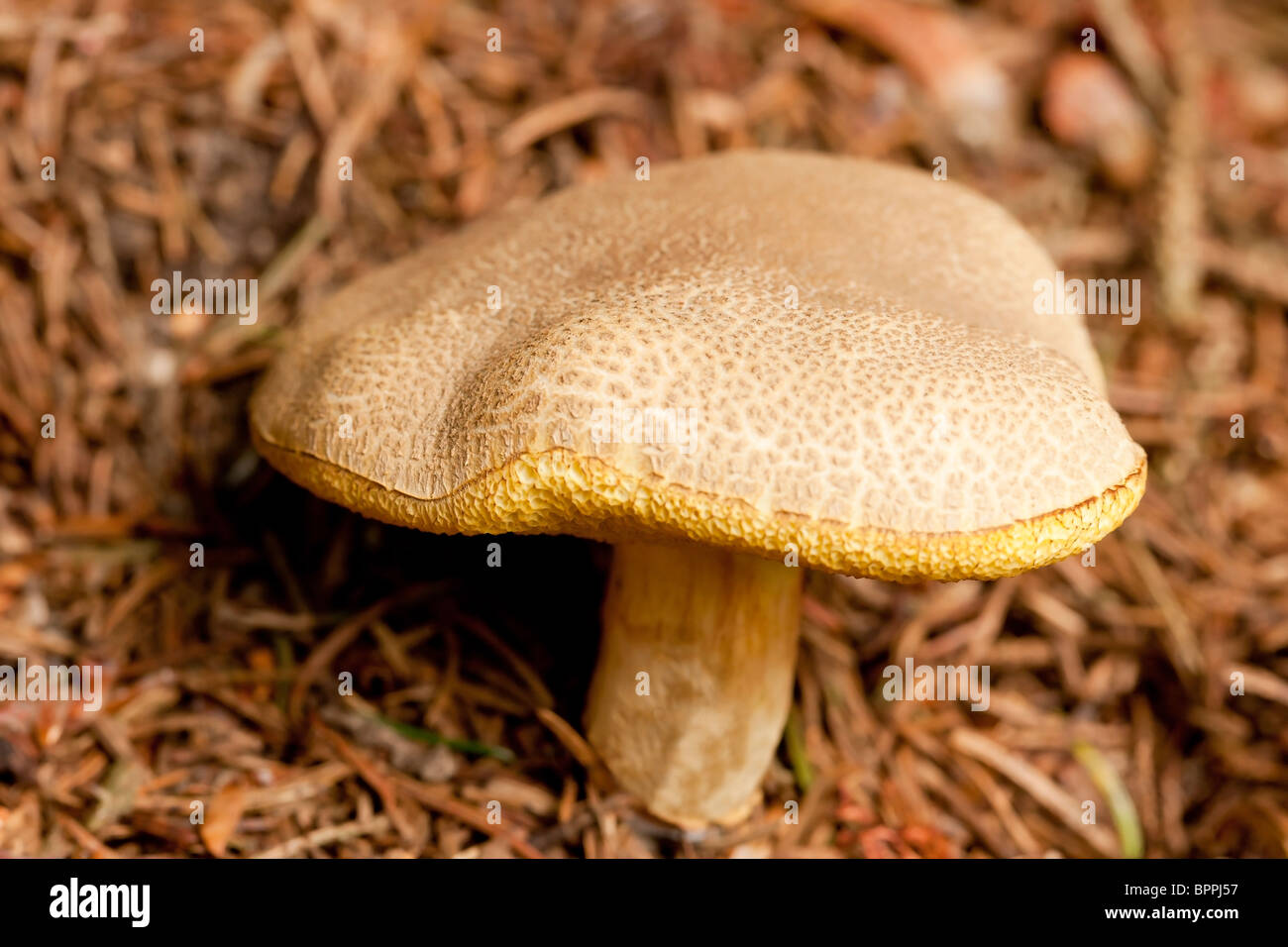 Fenugreek Milkcap fungo (Lactarius Helvus) Foto Stock