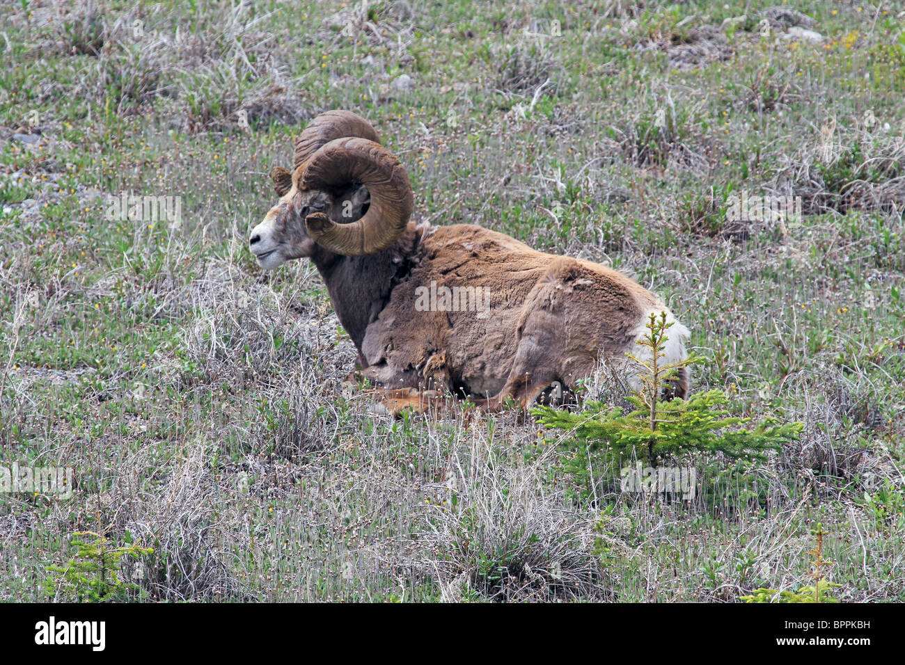 Big Horn ram pecore seduto in una montagna alta prato. Masticare erba. Arricciamento piena dimensione trofeo corna. Foto Stock