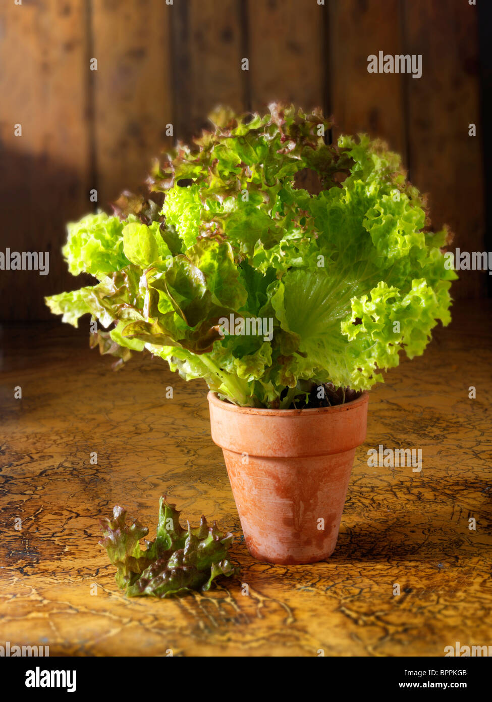Close up di lattuga che cresce in un vaso in terracotta in cucina Foto Stock