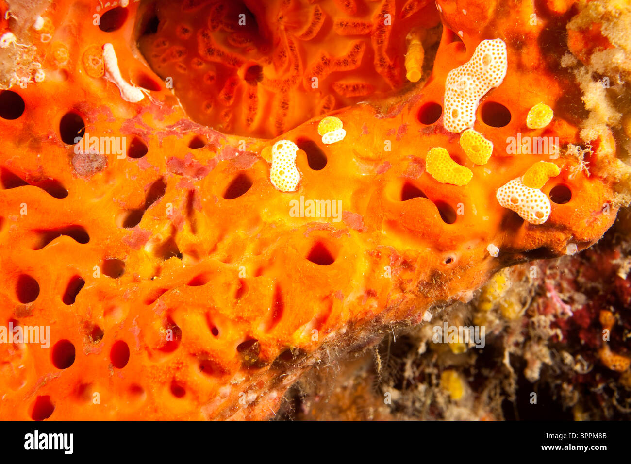 Brillante organge spugna, Utila, lato Nord, isole di Bay, Honduras, America Centrale Foto Stock