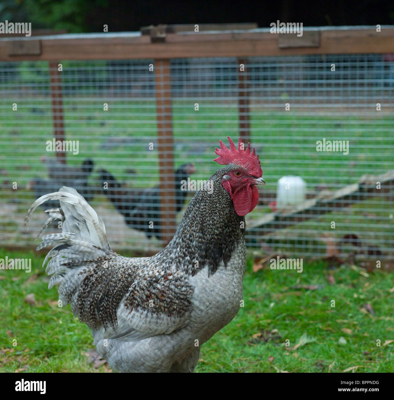 Bella roccia nera e Scots Grey cross galletto in un giardino scozzese - henkeeping domestico Foto Stock