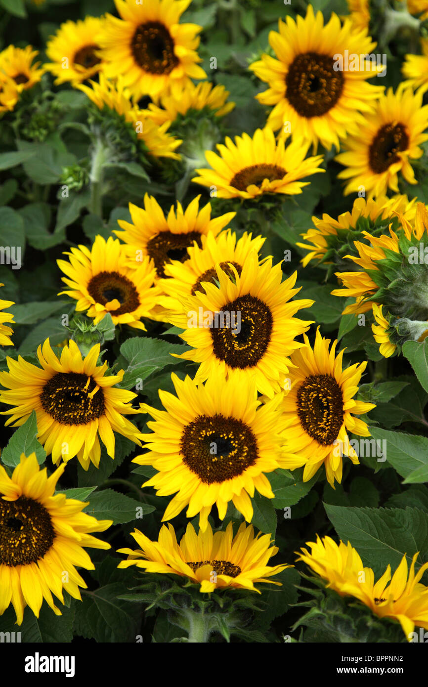 Campo di girasoli Foto Stock