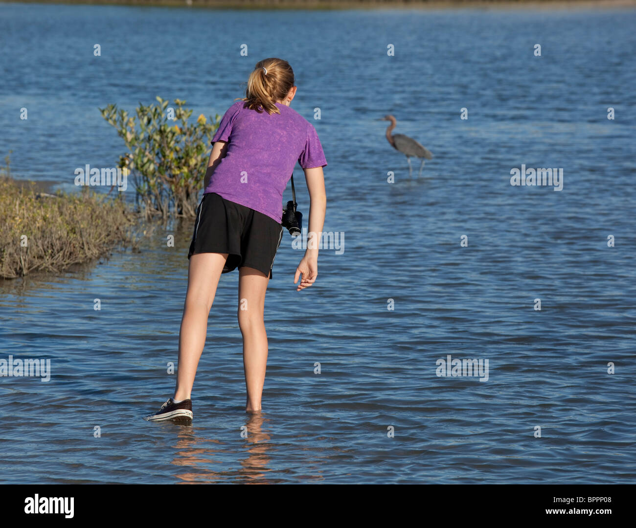 Middle School girl guarda airone blu guadare in acqua salata del Corpus Christi Bay nel corso di biologia marina di campo classe di viaggio Foto Stock