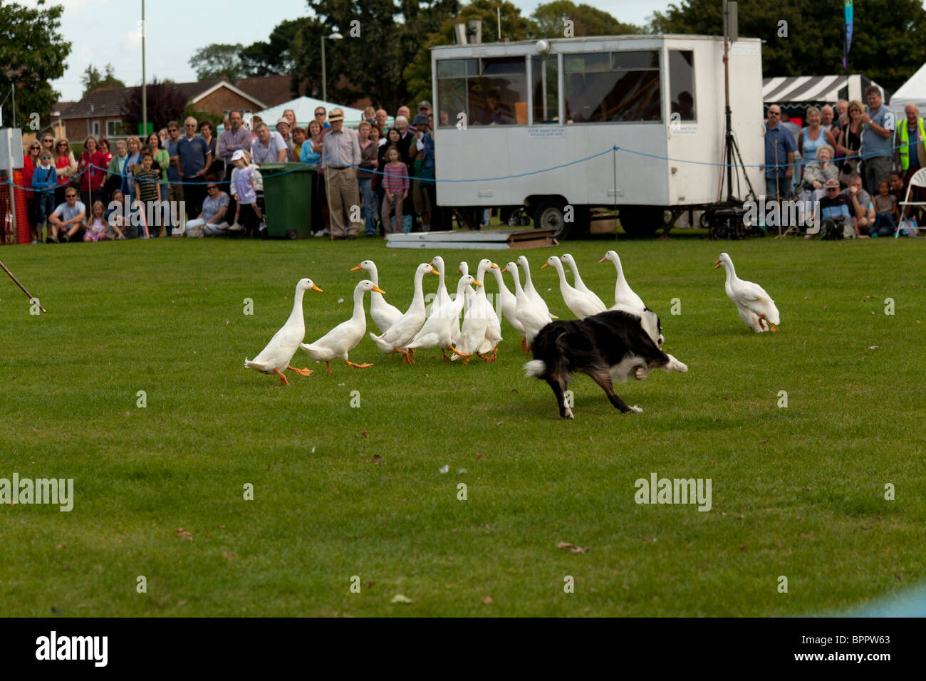 Sheepdog trial demonstartion in country fair utilizzando indian runner anatre Foto Stock