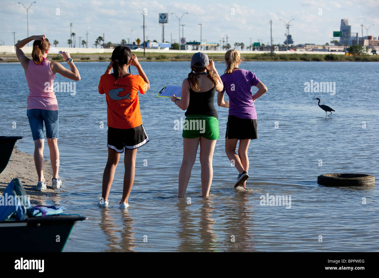 La scuola media di ragazze guardare airone blu guadare in acqua salata del Corpus Christi Bay nel corso di biologia marina di campo classe di viaggio Foto Stock