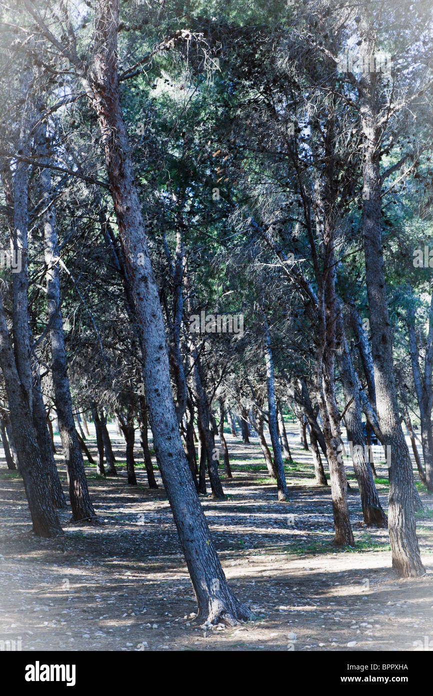 Alberi in piantagione di pini di Torremolinos, provincia di Malaga, Spagna Foto Stock