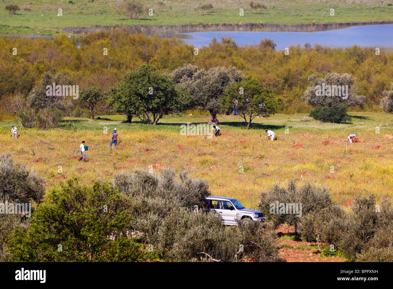 Azienda agricola le mani al lavoro nel campo. Conde de Guadalhorce dam in background. Ardales parco naturale, provincia di Malaga, Spagna. Foto Stock