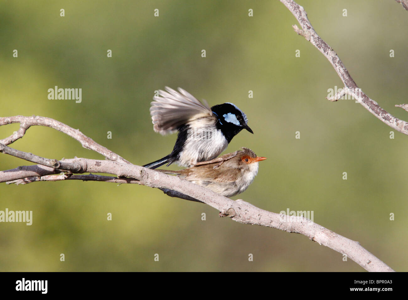 Superba blue wren 13-14 cm se Australia Foto Stock