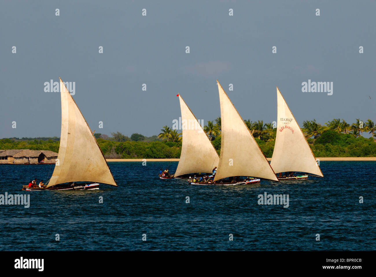 Il primo giorno del nuovo anno dhow gara, isola di Lamu, Kenya Foto Stock