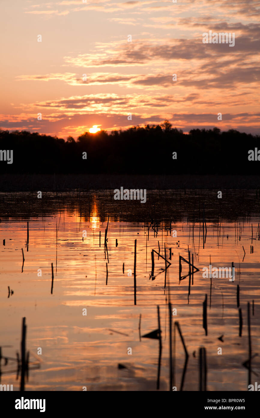Sunrise panorama su un lago nel Delta del Danubio, Romania. Foto Stock