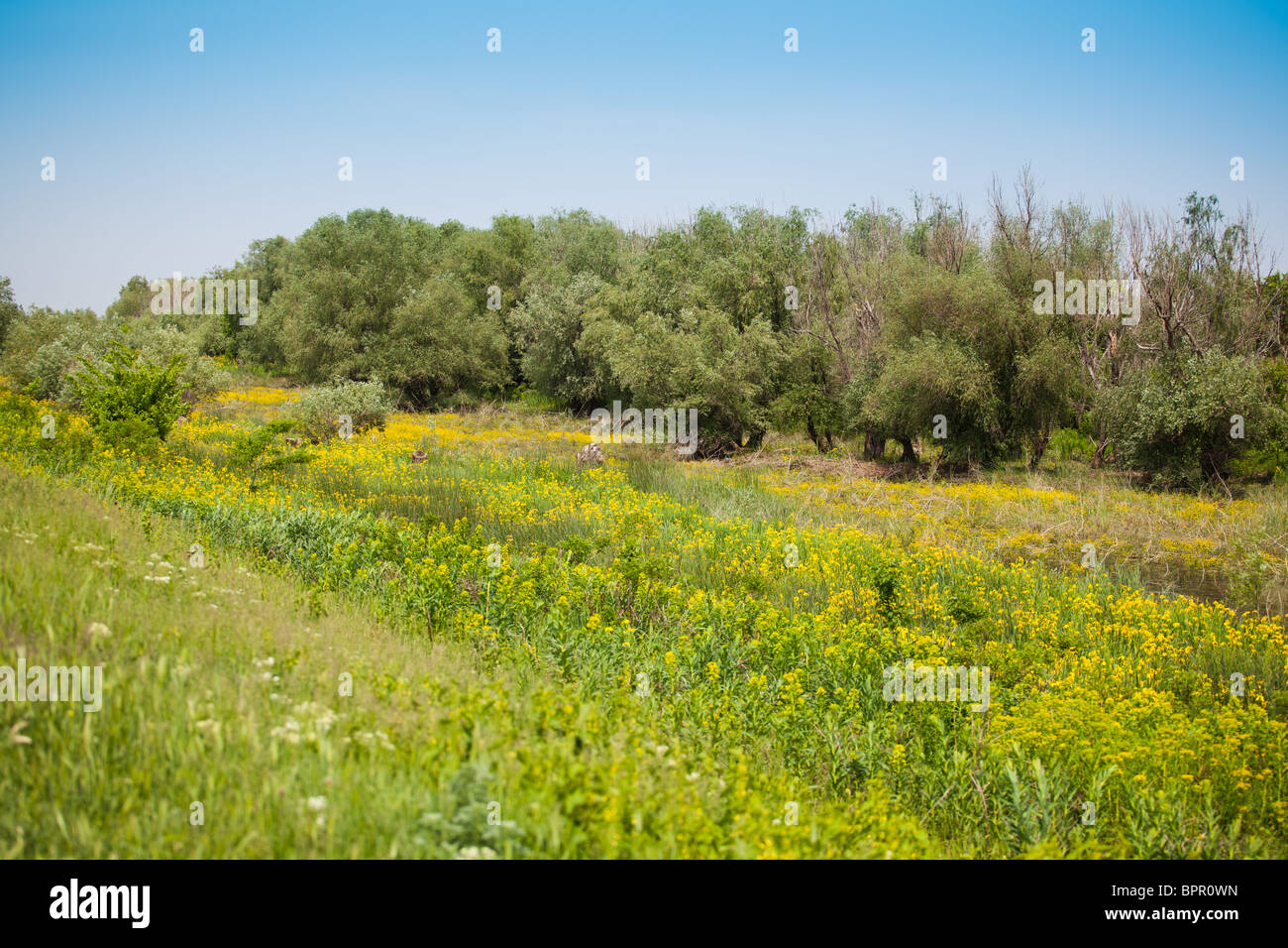 Paesaggio di primavera nel Delta del Danubio, con iris gialla, Romania. Foto Stock