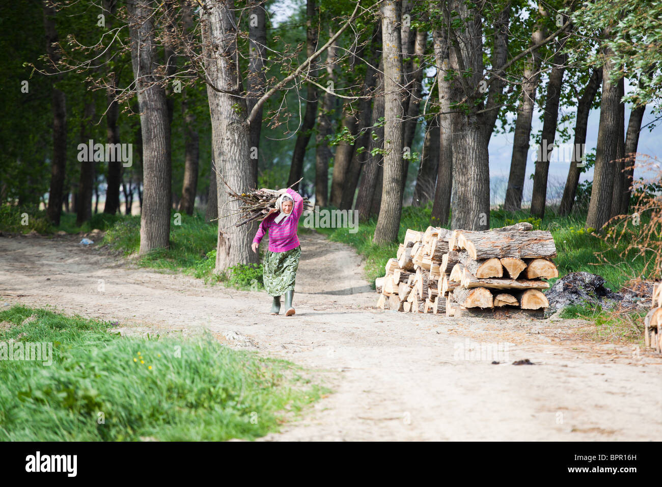 Vecchia donna trasportare piccoli ramoscelli sulla sua schiena nella campagna di Romania. Foto Stock