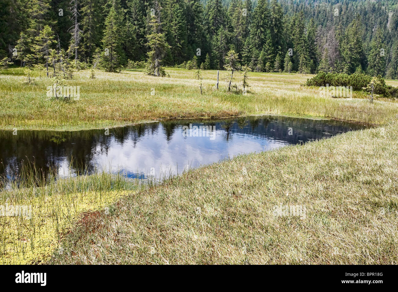 Le torbiere Molhas in Apuseni Montagne, Romania Foto Stock