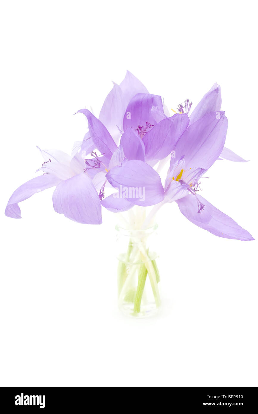 Crocus fiori isolati su bianco Foto Stock