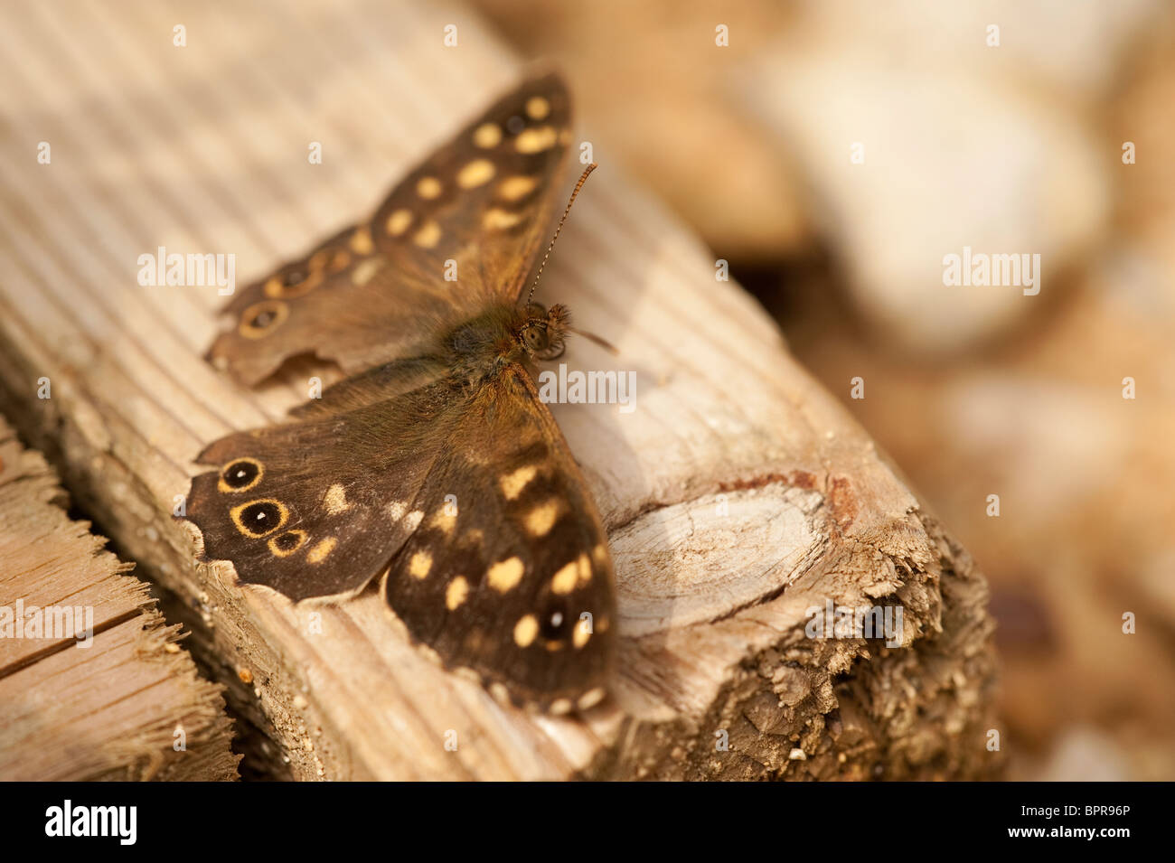 Chiazzato legno Butterfly, Pararge aegeria, in estate Foto Stock
