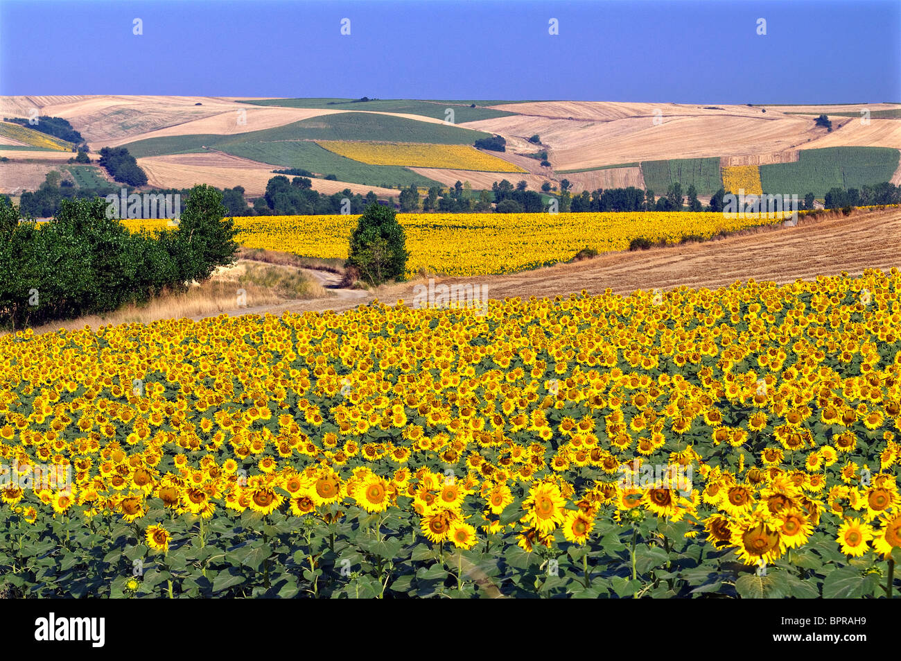 Fiori di Sun nel campo della Tracia Turchia Foto Stock