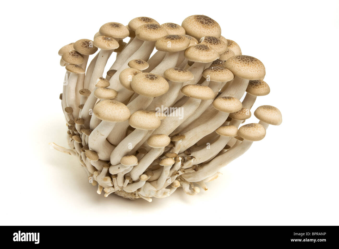 Abstract intrico di faggio marrone ( funghi shimeji Buna) isolato su bianco. Foto Stock