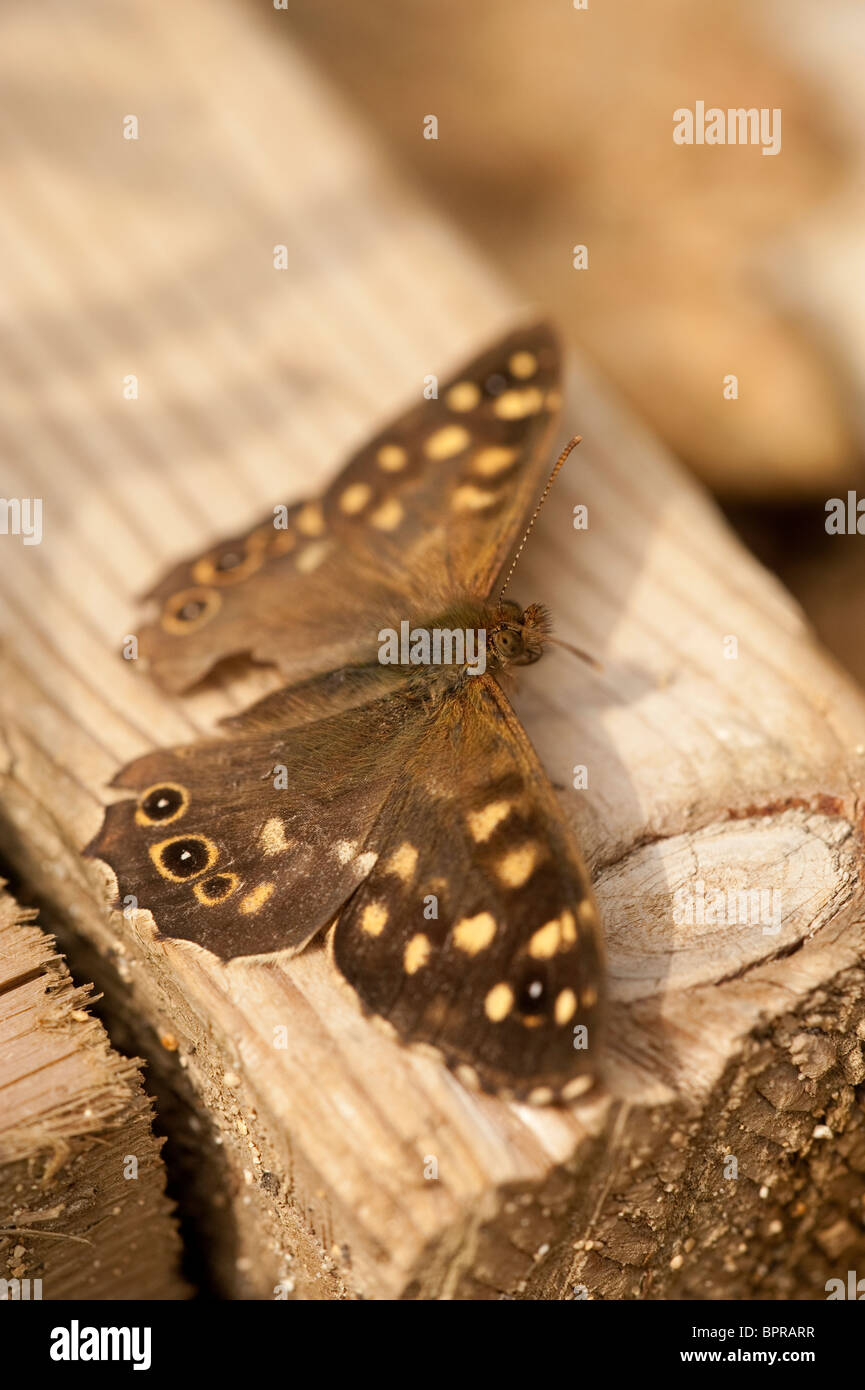 Chiazzato legno Butterfly, Pararge aegeria, in estate Foto Stock