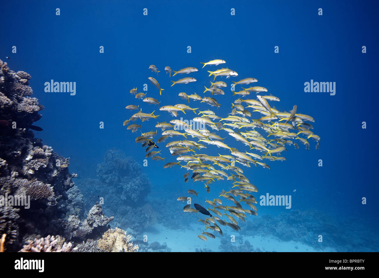 Una secca di Yellowstripe Goatfish hanging off il reef di Marsa Shagra. Foto Stock