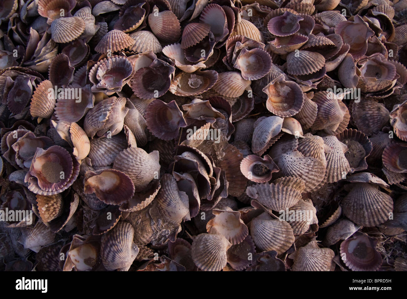 Pila di vuote conchiglie sulle rive della laguna di San Ignacio, Baja California Sur, Messico. Foto Stock