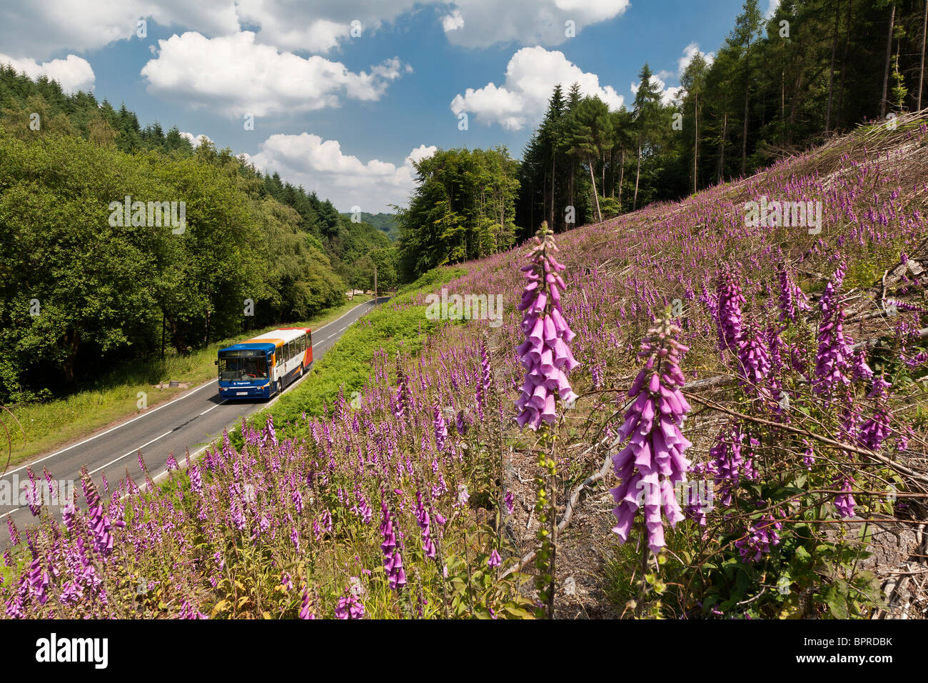 Bus locale che viaggiano su strada di campagna attraverso la Foresta di Dean, GLOUCESTERSHIRE REGNO UNITO passando banca di viola foxgloves. Foto Stock