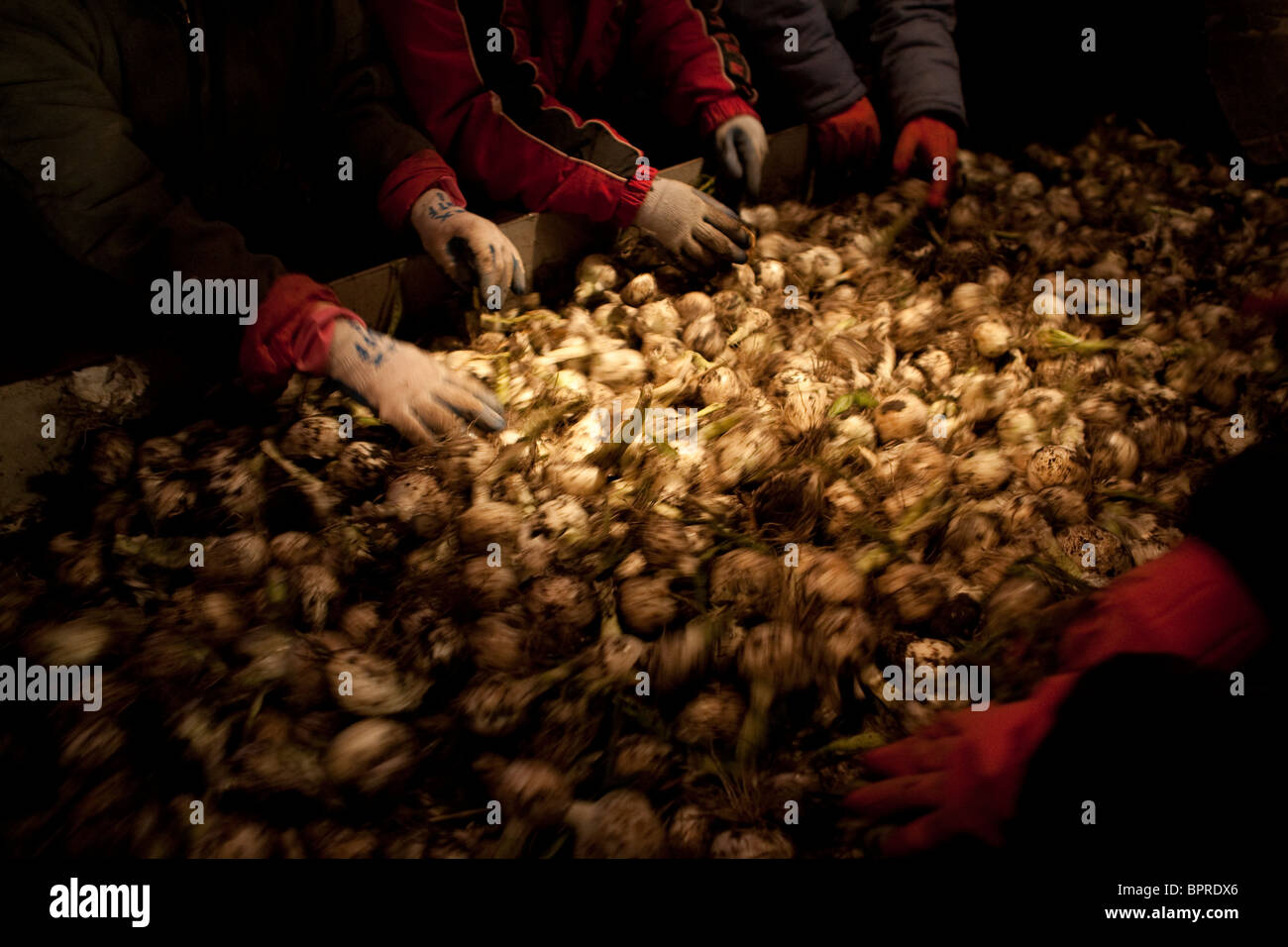 Lavoratori cipolle raccolto al di fuori di Klamath Falls nel sud della Oregon. Foto Stock