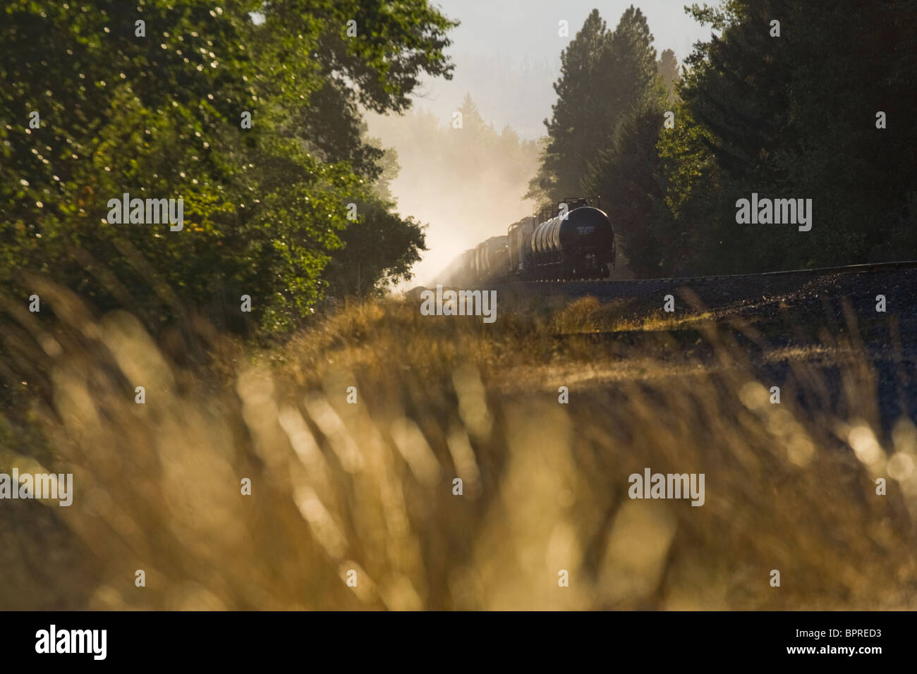 Un treno viaggia attraverso una foresta al tramonto al di fuori di Cle Elum, Washington. Foto Stock