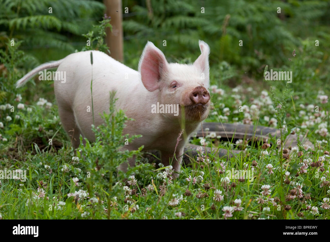 Maialino; metà croce bianca; Foto Stock