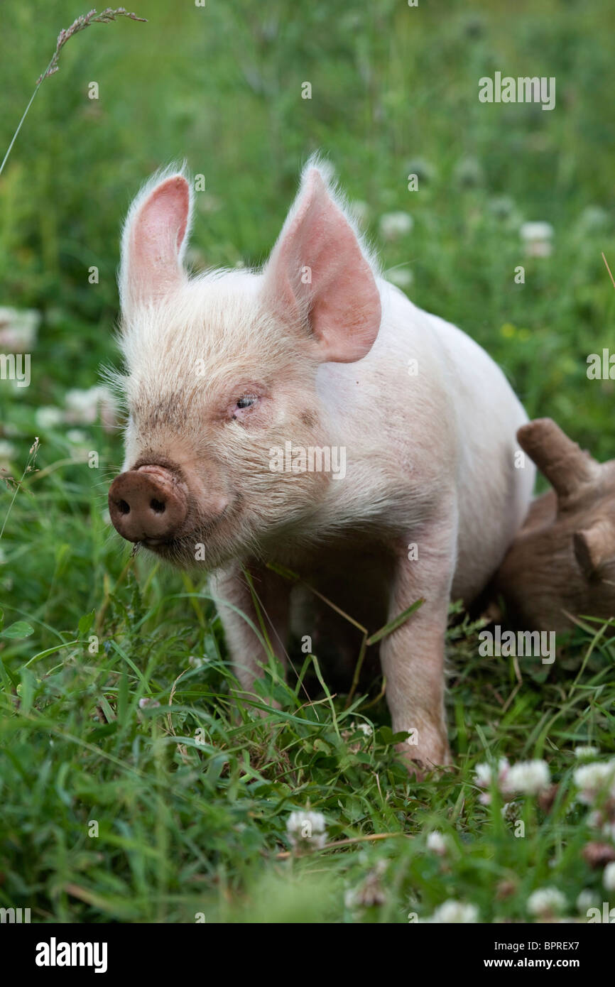 Maialino; metà croce bianca; Foto Stock