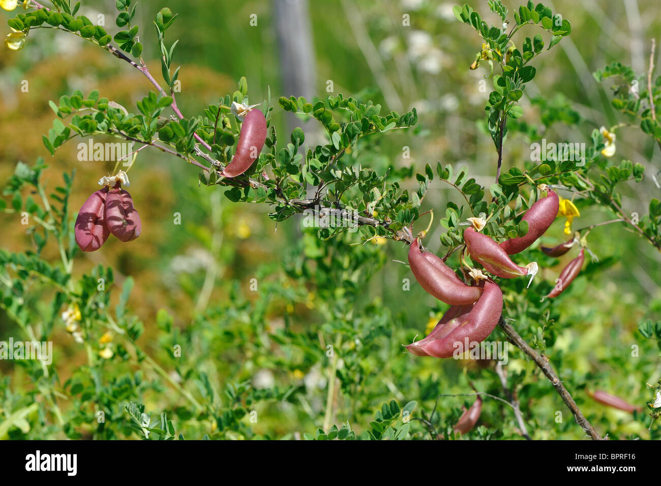 La vescica senna (Colutea arborescens) - indigeno del Mediterraneo - Frutti a primavera - Provence - France Foto Stock
