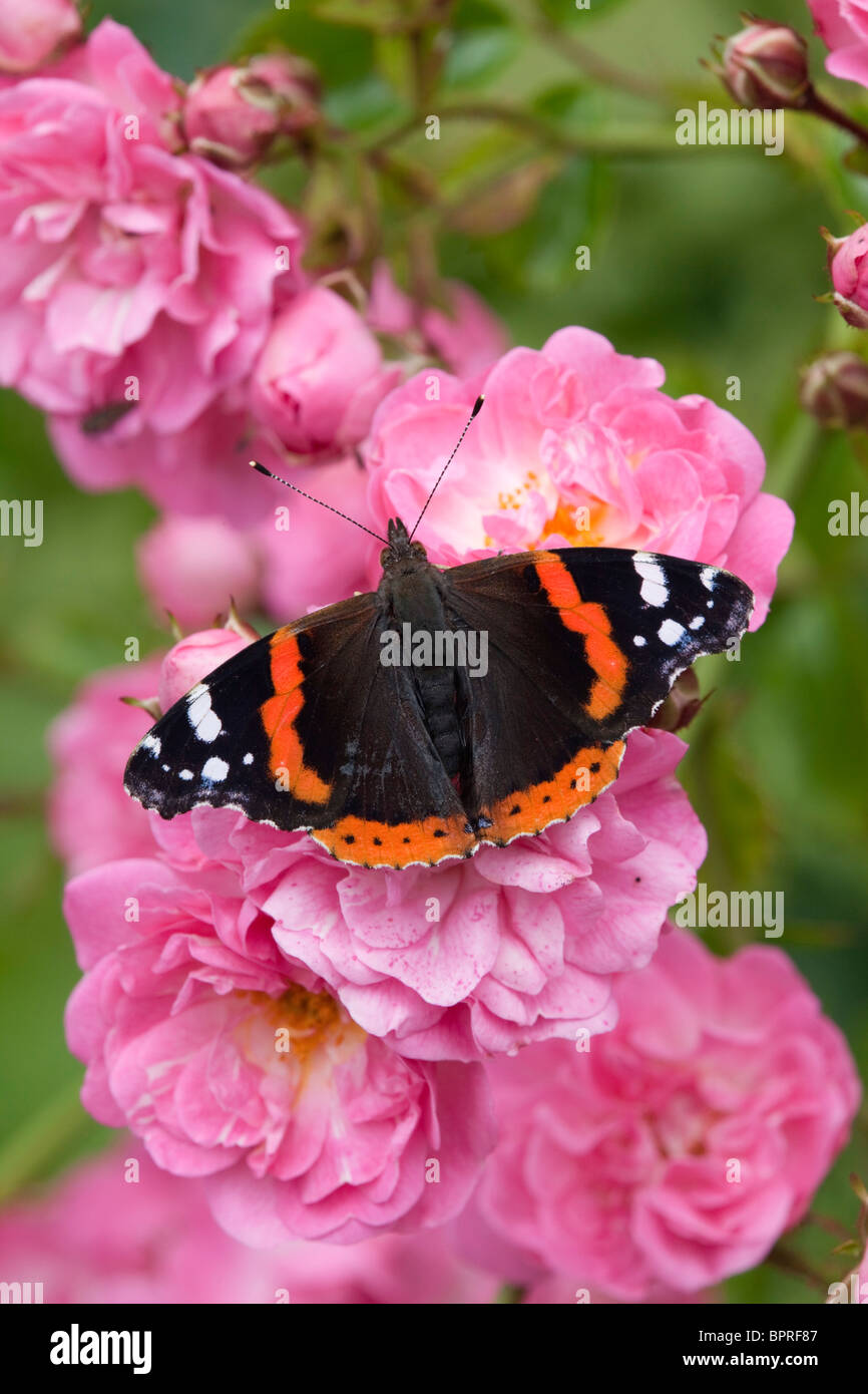 Red Admiral butterfly; Vanessa Atalanta; su una rosa Foto Stock