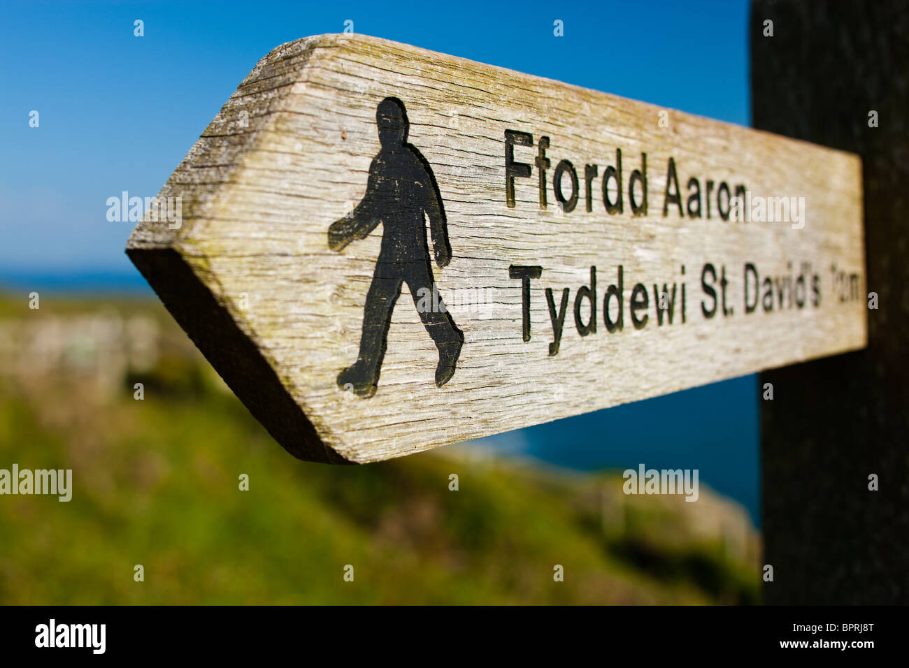 Coast path (con il sentiero di segno) a St Davids Pembrokeshire Wales Foto Stock