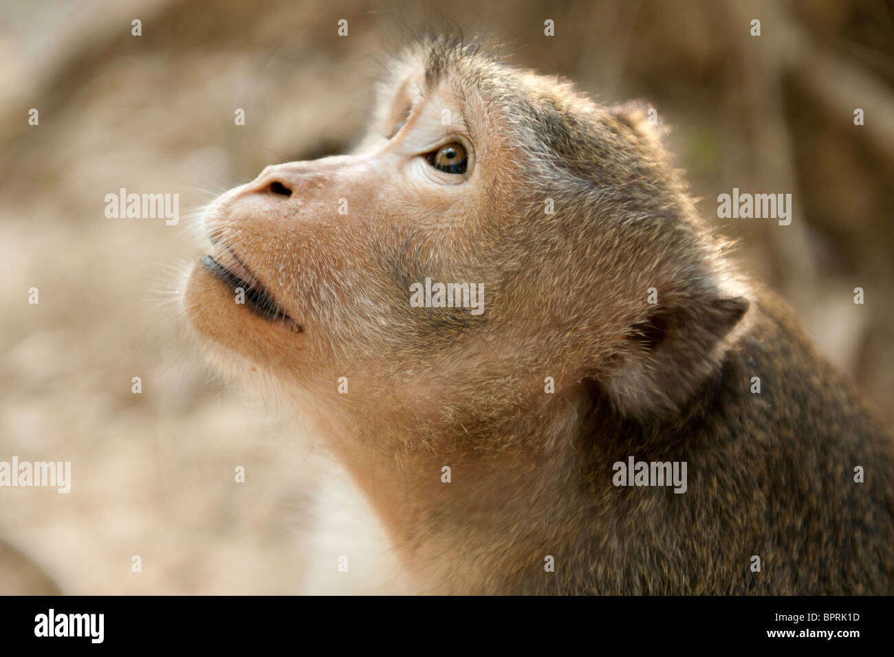 Lunga coda macaque, Macaca fascicularis, Angkor, Siem Reap, Cambogia Foto Stock