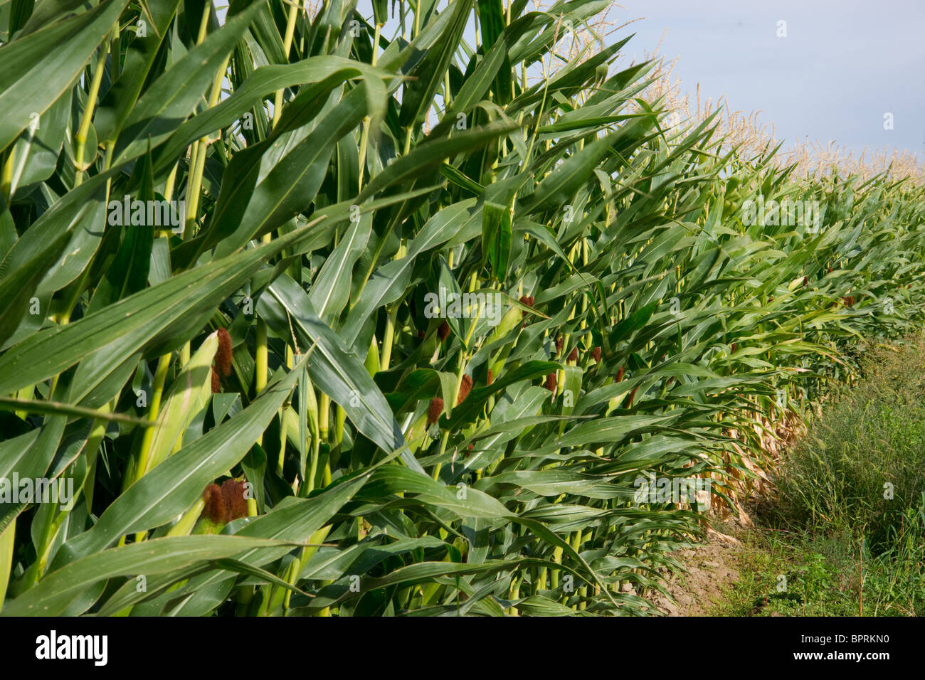 Spighe di grano pronti per essere raccolti Foto Stock