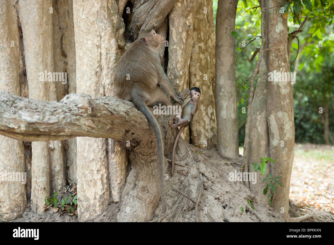Lunga coda Macaque con giovani, Macaca fascicularis, Angkor, Siem Reap, Cambogia Foto Stock