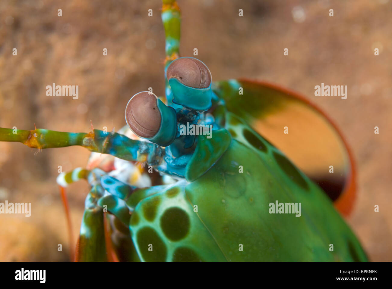 Canocchia Pavone, Odontodactylus scyllarus, Puerto Galera, Filippine, Oceano Pacifico. Foto Stock