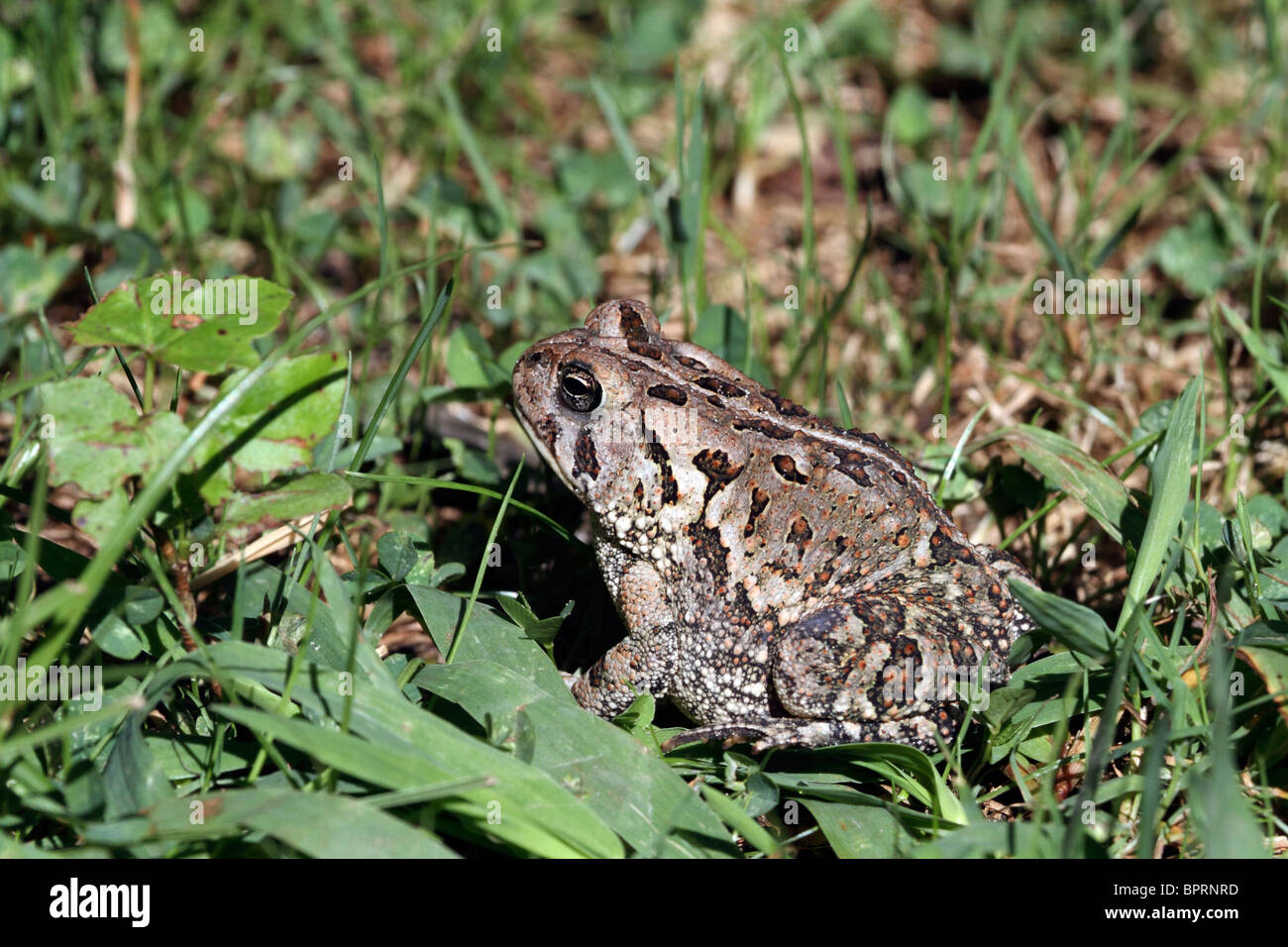 Un American Toad, Bufo americanus, seduta in erba. Eseguire Leamings Gardens Cape May Court House, New Jersey, Nord America. Foto Stock