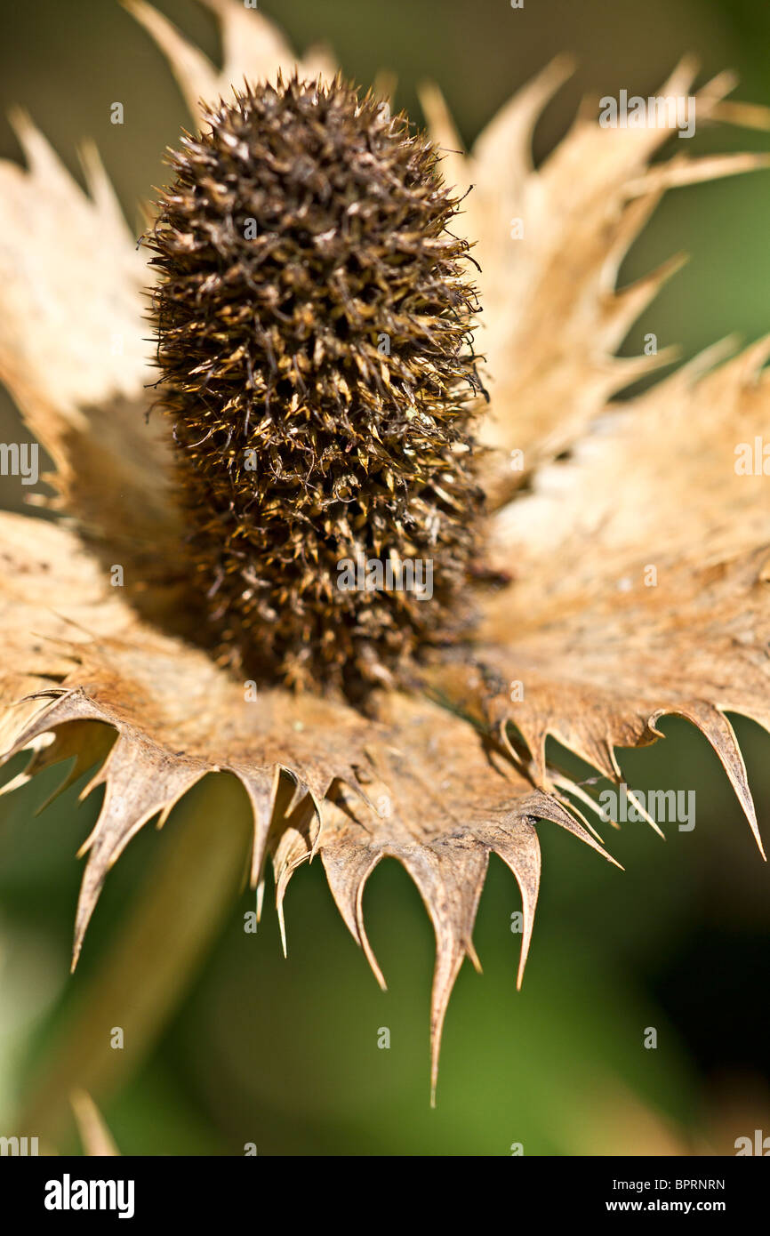 Mare Holly 'Miss Willmott del fantasma' in autunno pronta per essere tagliata. Regno Unito Foto Stock