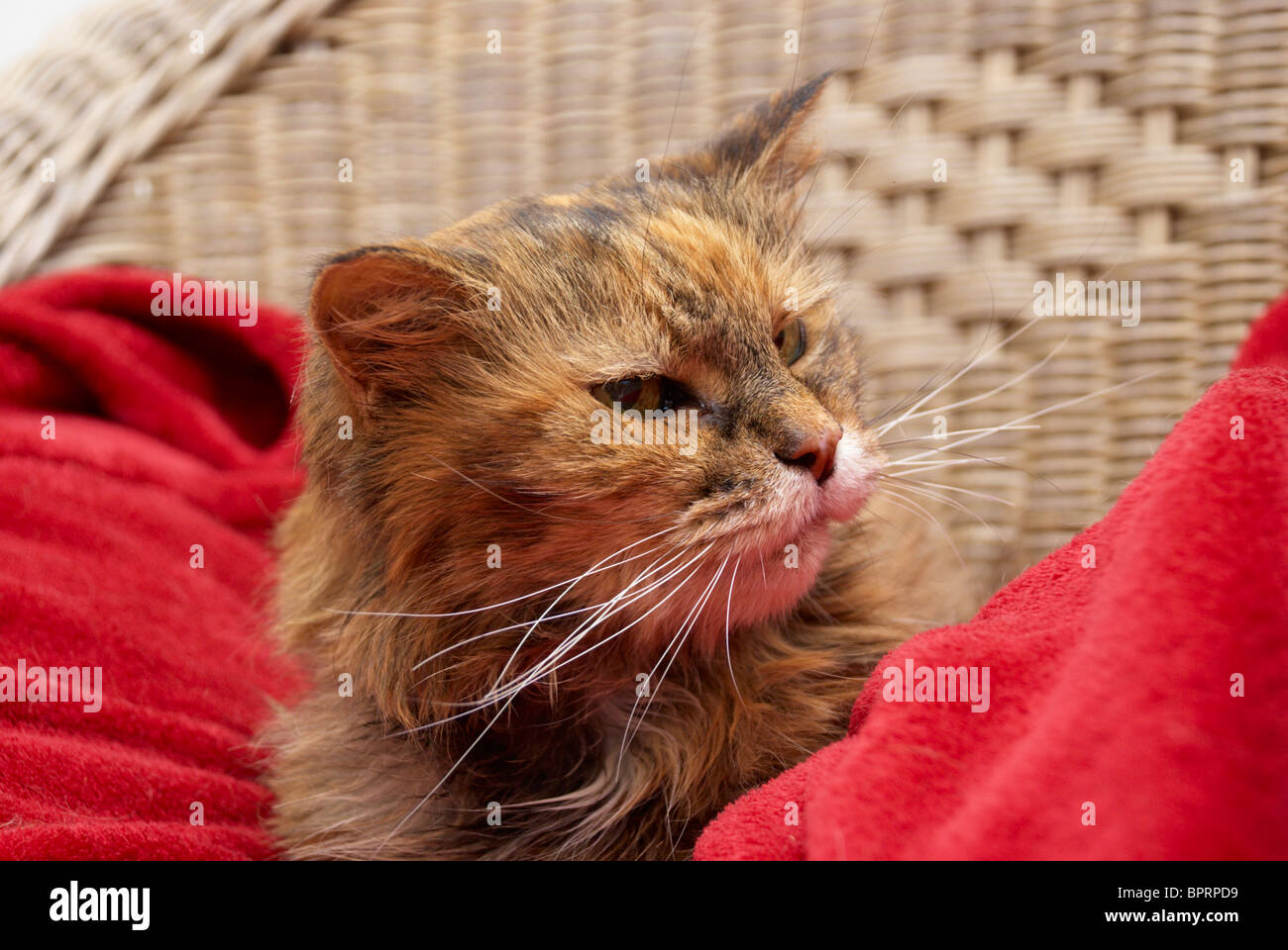 Il vecchio gatto seduto in una sedia sulla sua coperta speciale Foto Stock