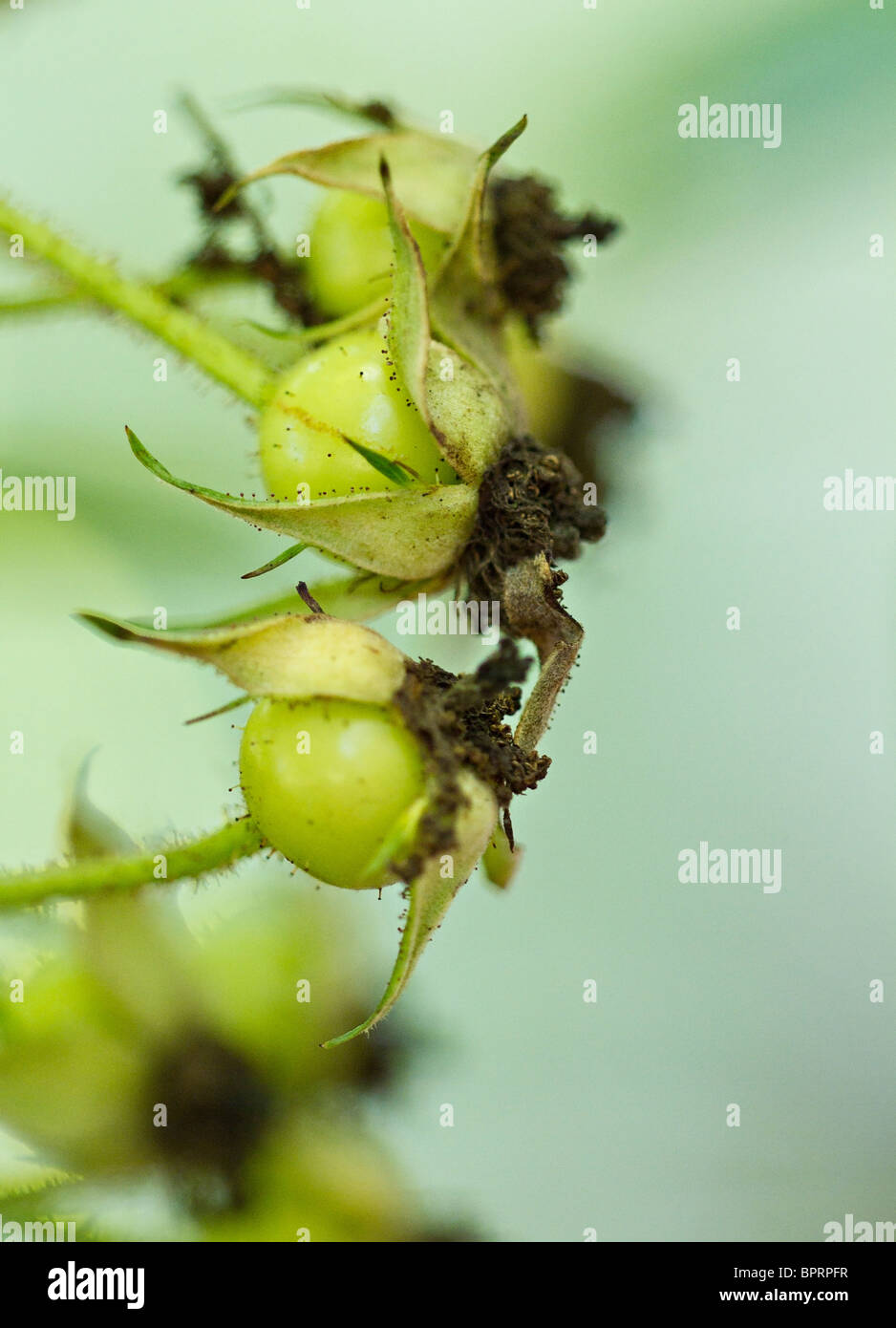 Blackberry verde rosa (Rosa rubus) hips a inizio stagione autunnale NEL REGNO UNITO Foto Stock