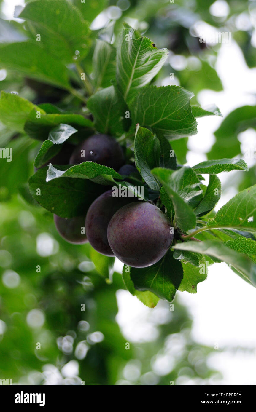 Viola e blu le prugne sul ramo Foto Stock